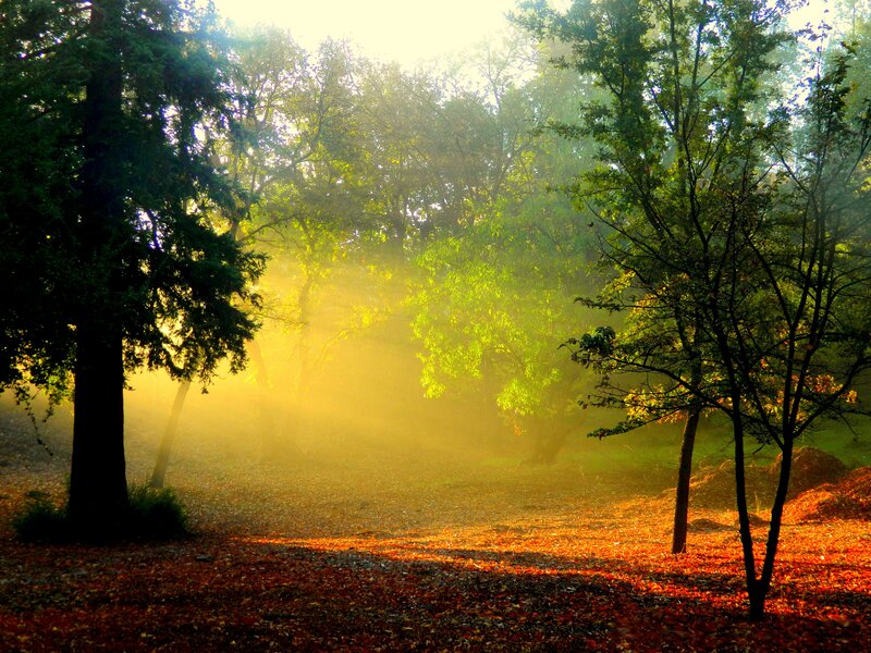 Sunlight Through Forest — Fog, Leaves