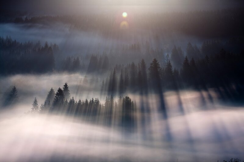 Sunlight Through Forest Fog