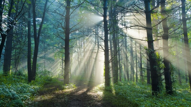 Sunlight Through Forest — Fog, White
