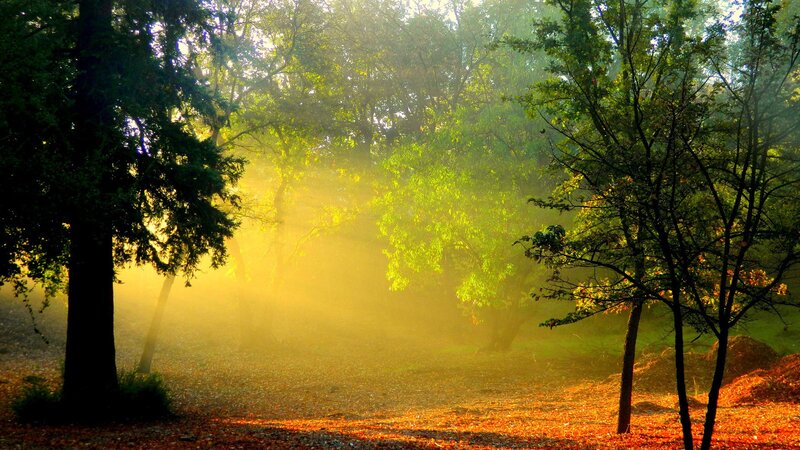 Sunlight Through Forest — Fog, Yellow