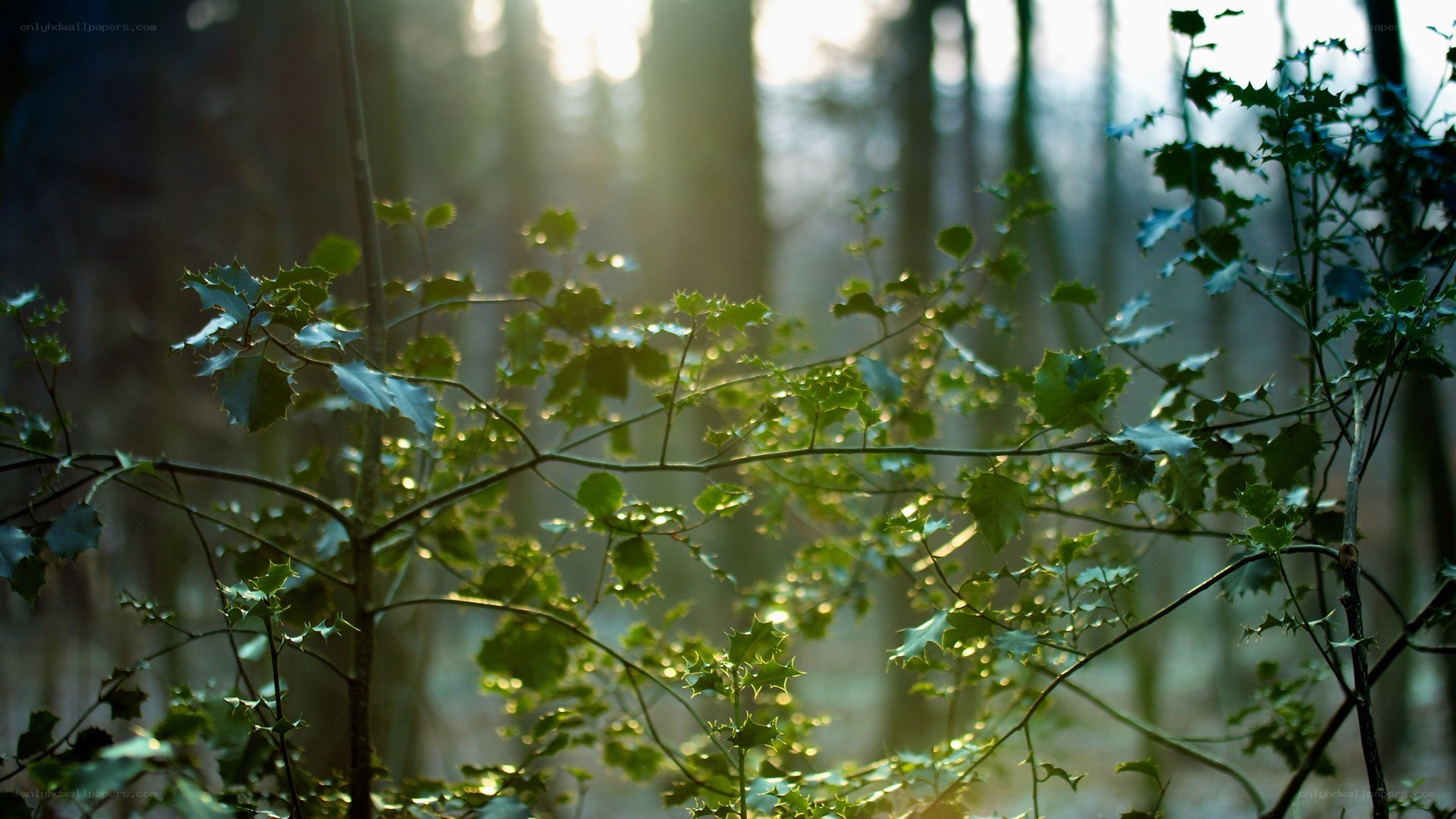 Sunlight through forest foliage