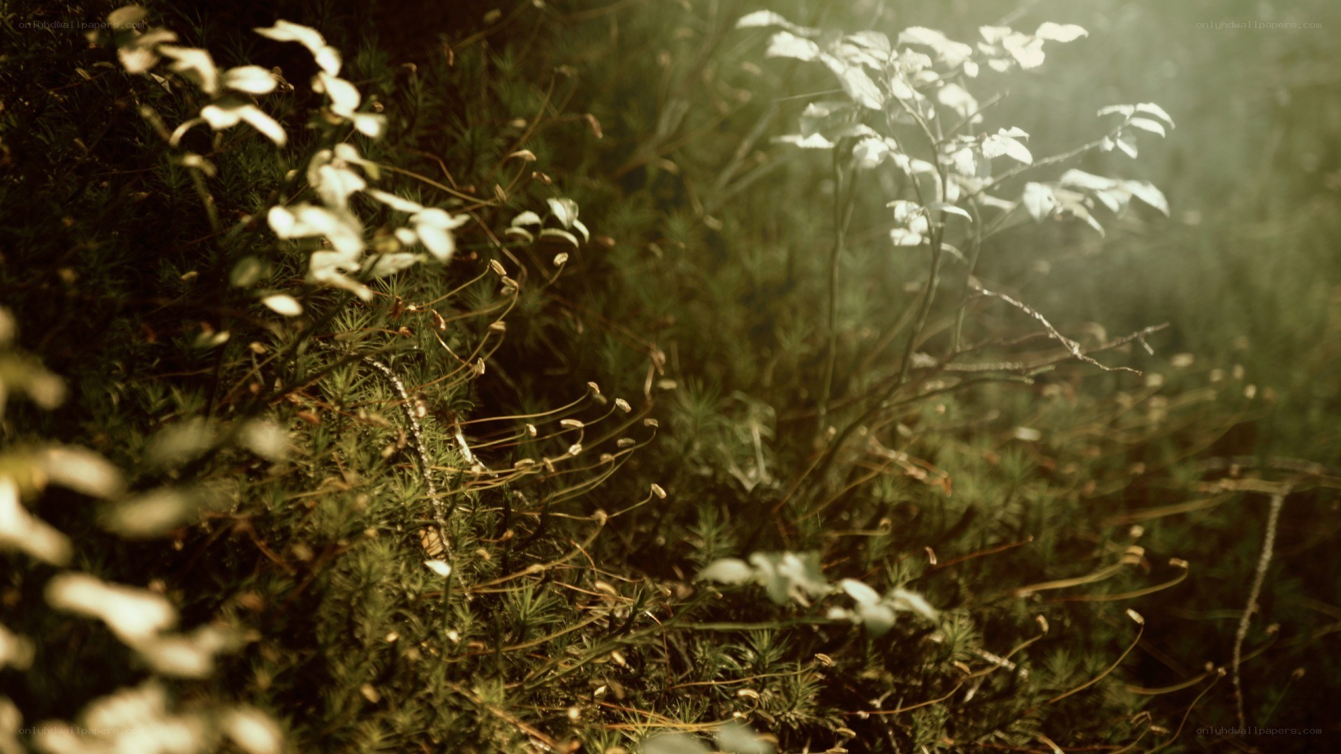 Sunlight through forest foliage
