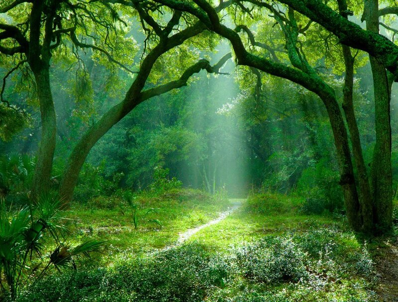 Sunlight Through Forest — Foliage, White