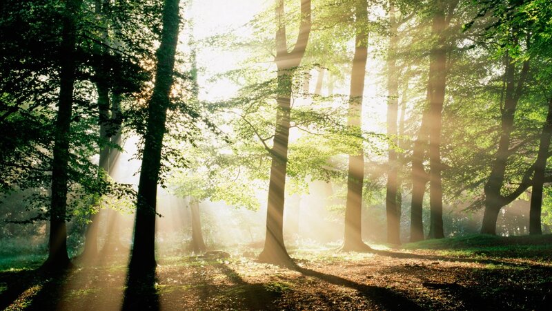 Sunlight Through Forest — Forest Floor, Brown