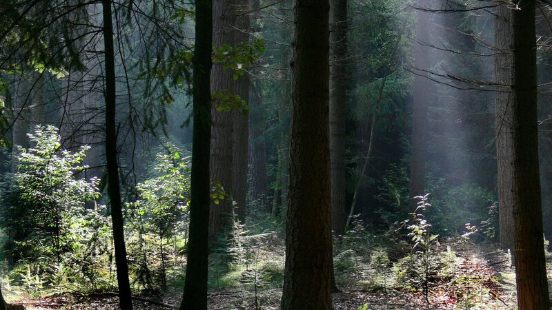 Sunlight Through Forest — Forest Floor, White
