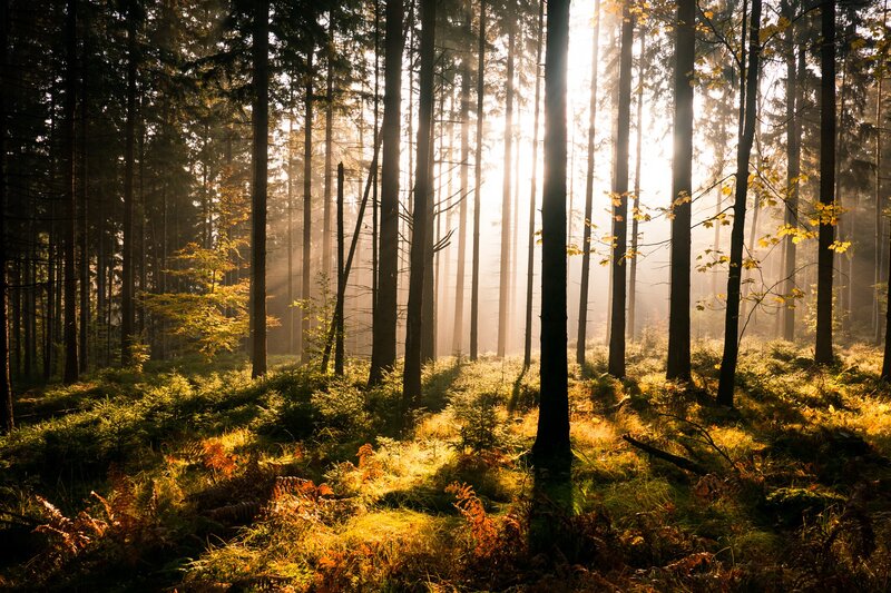 Sunlight Through Forest — Forest Floor, Yellow