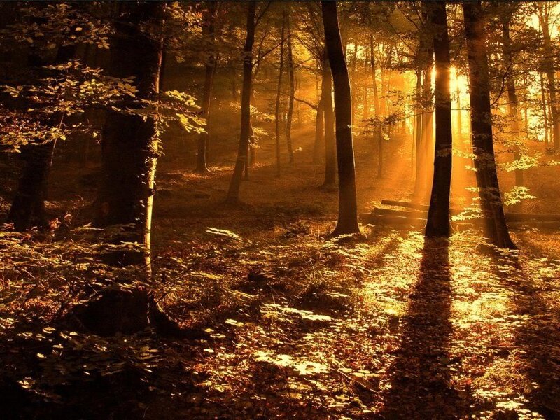 Sunlight Through Forest — Gold, Brown