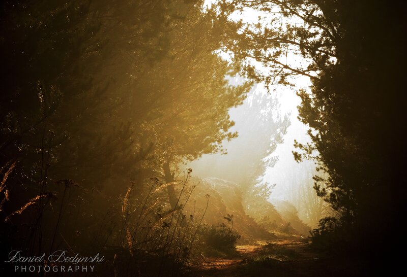 Sunlight Through Forest — Gold, Dramatic, Morning
