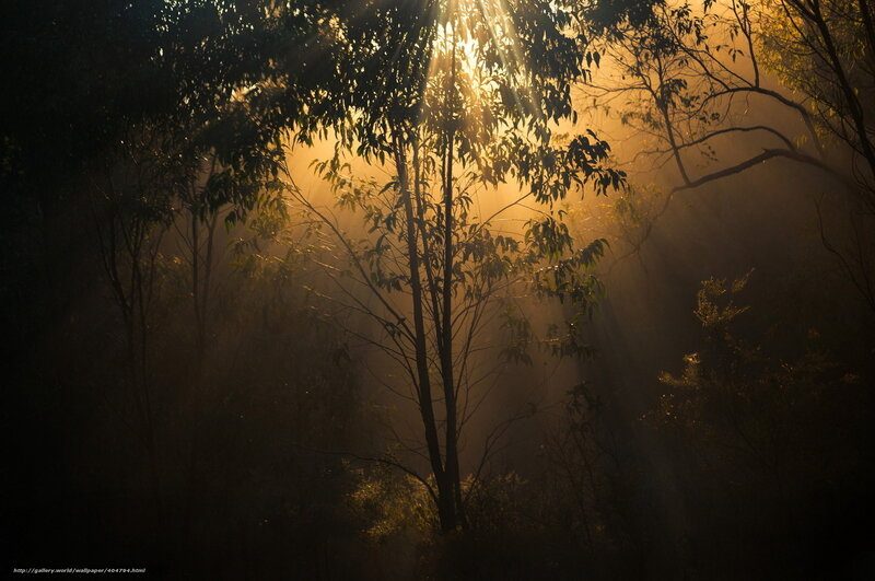 Sunlight Through Forest — Gold, Dramatic, Sunrise, Photograph, Trees, Sunbeams