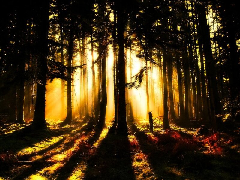 Sunlight Through Forest — Gold, Dramatic, Sunrise, Photograph, Trees