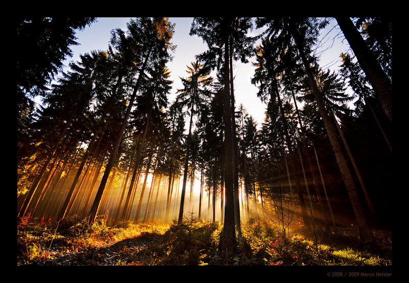 Sunlight Through Forest — Gold, Dramatic, Sunrise