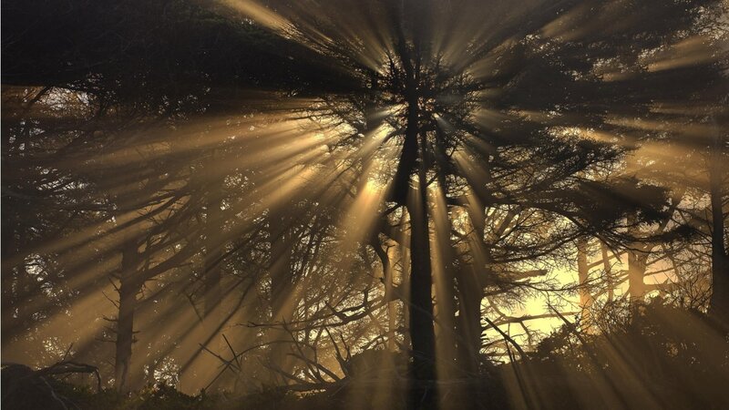 Sunlight Through Forest — Gold, Dramatic, Sunset, Photograph