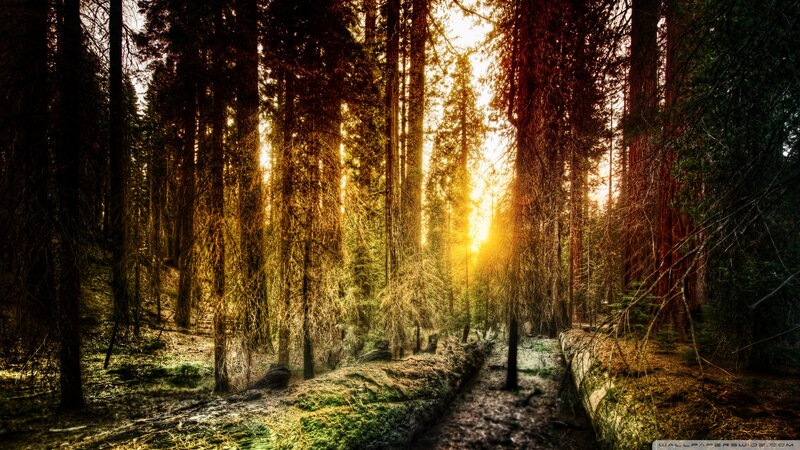 Sunlight Through Forest — Gold, Dramatic, Sunset, Photograph, Trees, Fallen Log