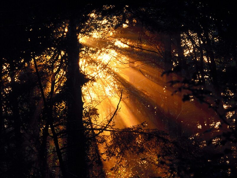 Sunlight Through Forest — Gold, Dramatic, Sunset, Photograph, Trees, Sunbeams, Mist