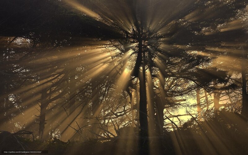 Sunlight Through Forest — Gold, Dramatic, Sunset, Photograph, Trees, Sunbeams