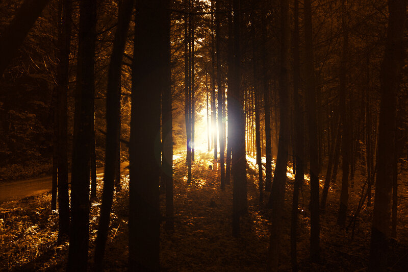 Sunlight Through Forest — Gold, Dramatic, Sunset, Photograph, Trees