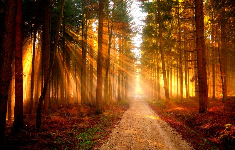 Sunlight Through Forest — Gold, Serene, Morning, Photograph