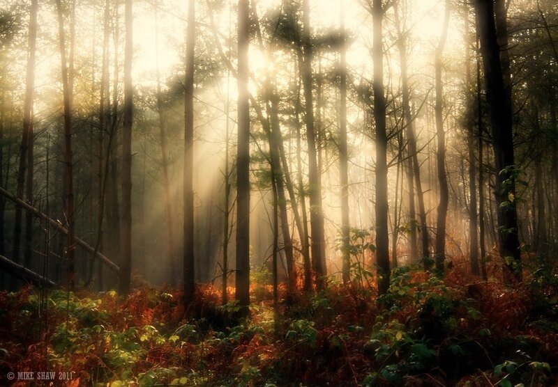 Sunlight Through Forest — Gold, Serene, Morning, Photograph, Trees, Fog, Sunbeams, Green, Brown