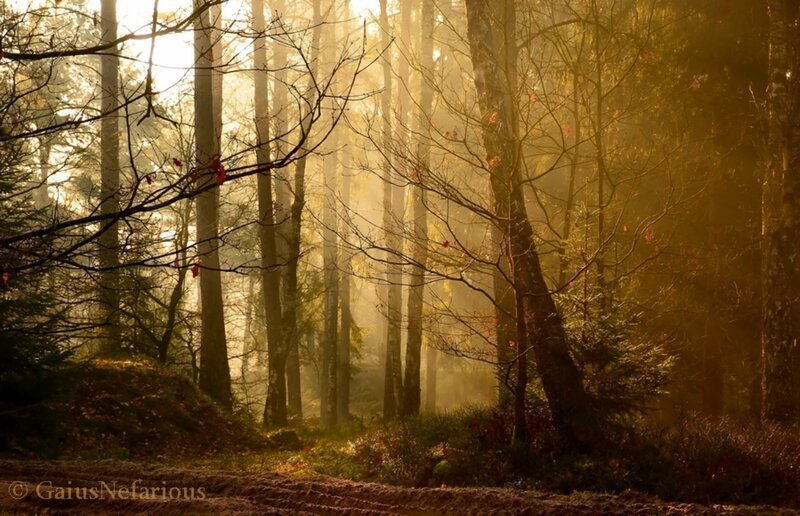 Sunlight Through Forest — Gold, Serene, Morning, Photograph, Trees, Fog