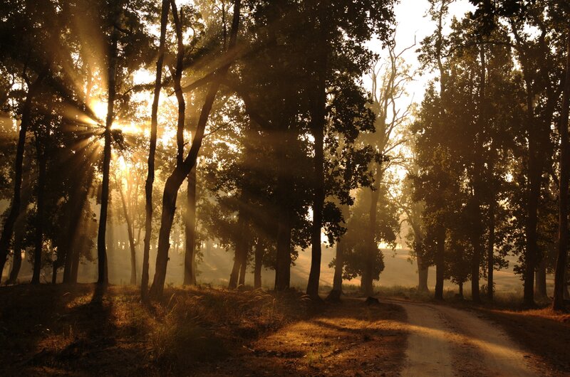Sunlight Through Forest — Gold, Serene, Morning, Photograph, Trees, Path, Mist