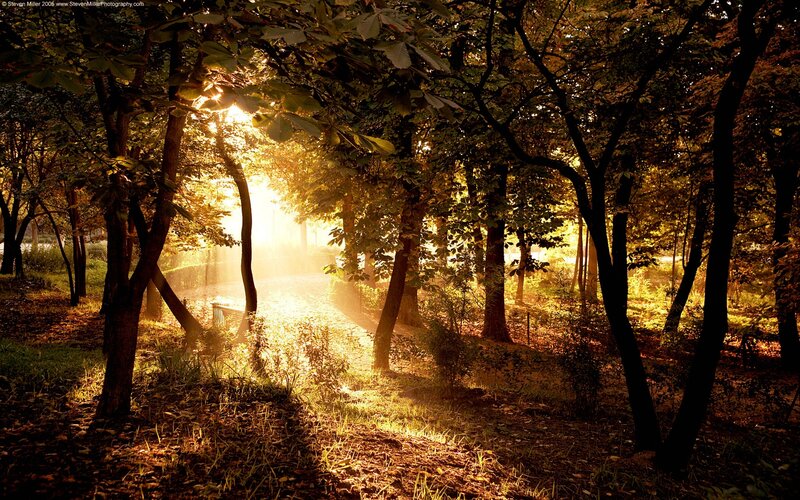 Sunlight Through Forest — Gold, Serene, Morning, Photograph, Trees, Path, Sunbeams