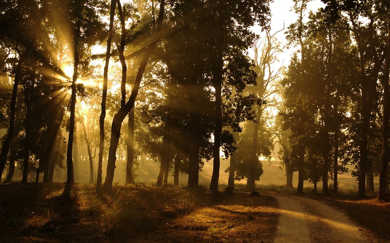 Sunlight Through Forest — Gold, Serene, Morning, Photograph, Trees, Path