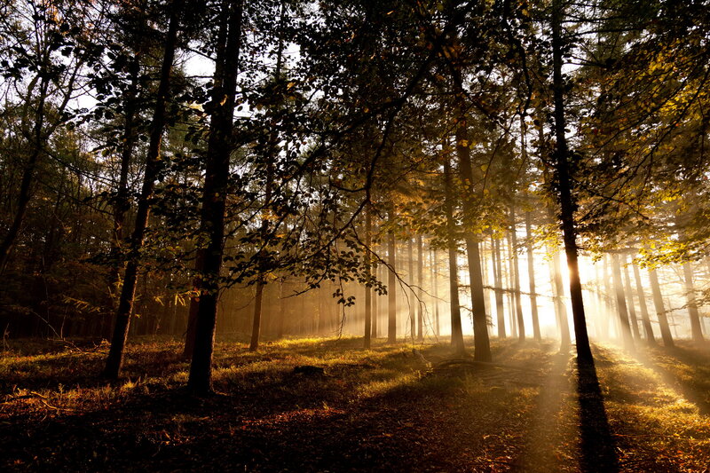 Sunlight Through Forest — Gold, Serene, Morning, Photograph, Trees, Sunbeams, Forest Floor