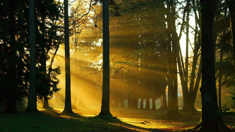 Sunlight Through Forest — Gold, Serene, Morning, Photograph, Trees