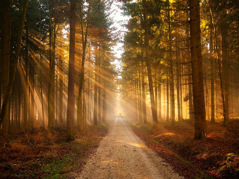 Sunlight Through Forest — Gold, Serene, Morning