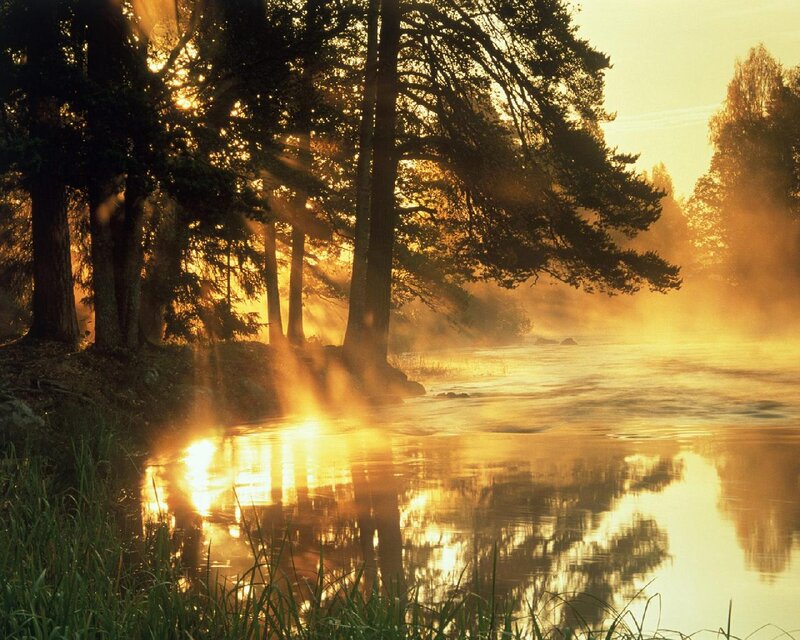 Sunlight Through Forest — Gold, Serene, Sunrise, Photograph