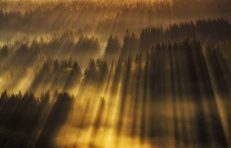 Sunlight Through Forest — Gold, Serene, Sunrise, Photograph, Trees, Mist