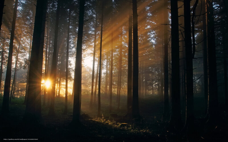 Sunlight Through Forest — Gold, Serene, Sunrise, Photograph, Trees, Sun