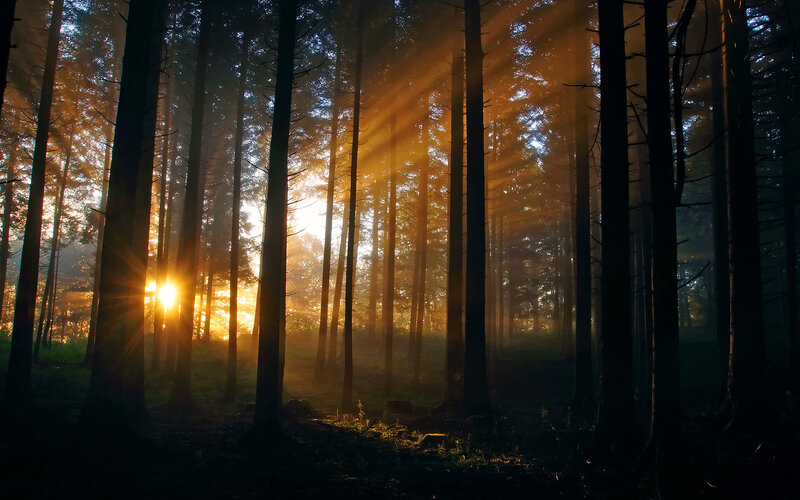 Sunlight Through Forest — Gold, Serene, Sunrise, Photograph, Trees