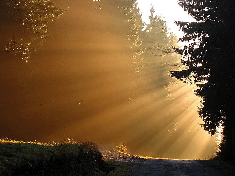 Sunlight Through Forest — Gold, Serene, Sunrise