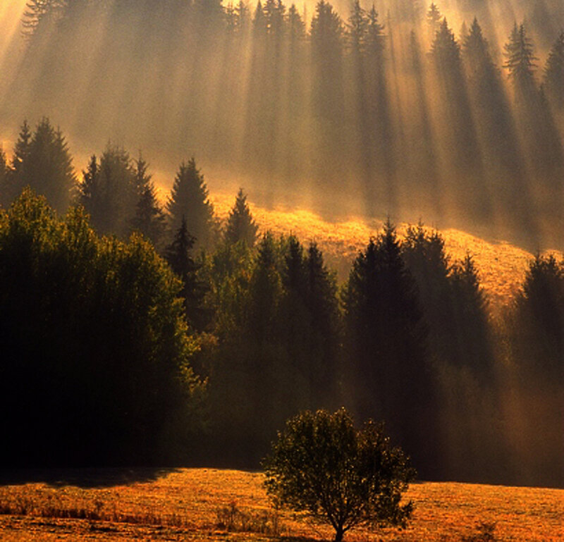 Sunlight Through Forest — Gold, Serene, Sunset, Photograph