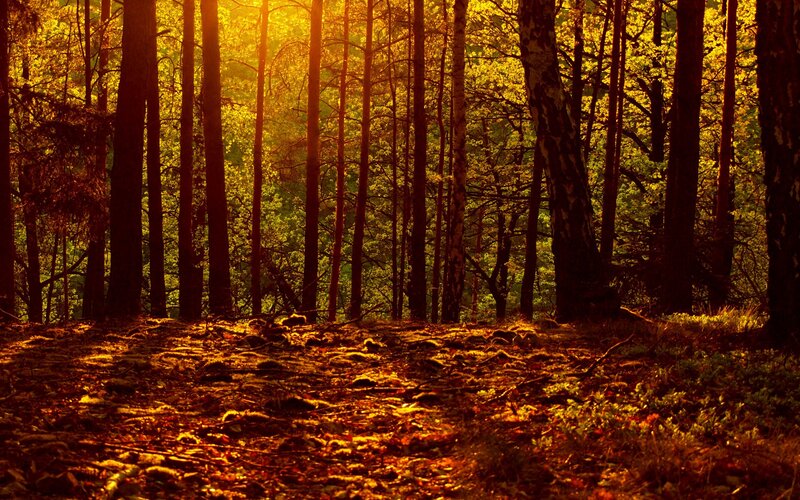 Sunlight Through Forest — Gold, Serene, Sunset, Photograph, Trees, Forest Floor