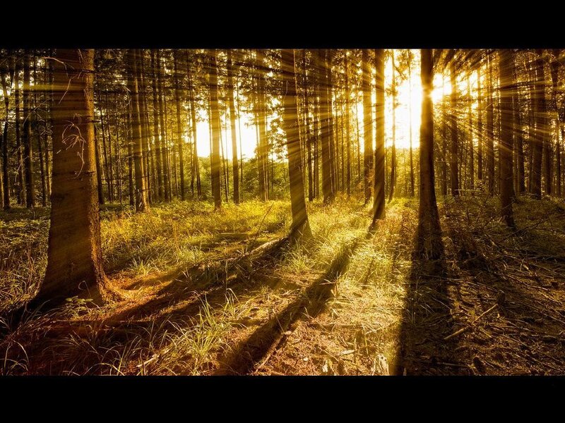 Sunlight Through Forest — Gold, Serene, Sunset, Photograph, Trees, Grass, Sunbeams
