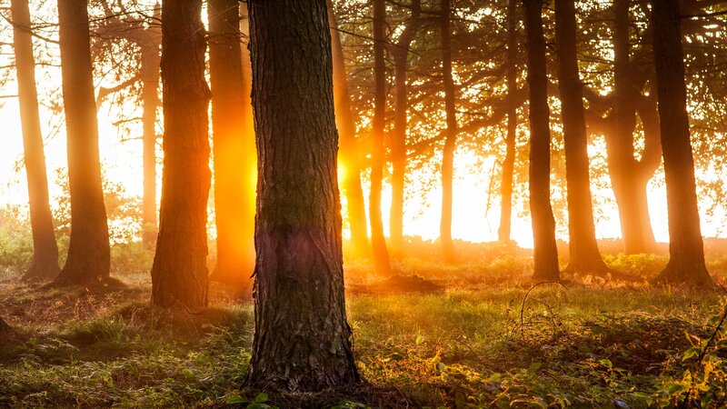 Sunlight Through Forest — Gold, Serene, Sunset, Photograph, Trees, Grass