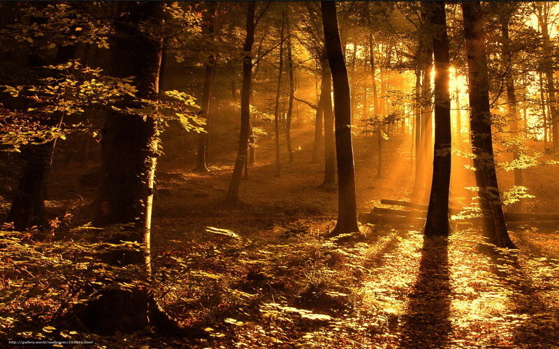 Sunlight Through Forest — Gold, Serene, Sunset, Photograph, Trees, Leaves, Path