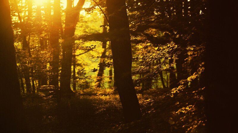 Sunlight Through Forest — Gold, Serene, Sunset, Photograph, Trees, Leaves, Sun