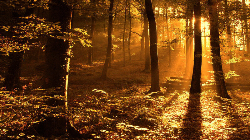 Sunlight Through Forest — Gold, Serene, Sunset, Photograph, Trees, Leaves, Sunbeams, Brown, Black