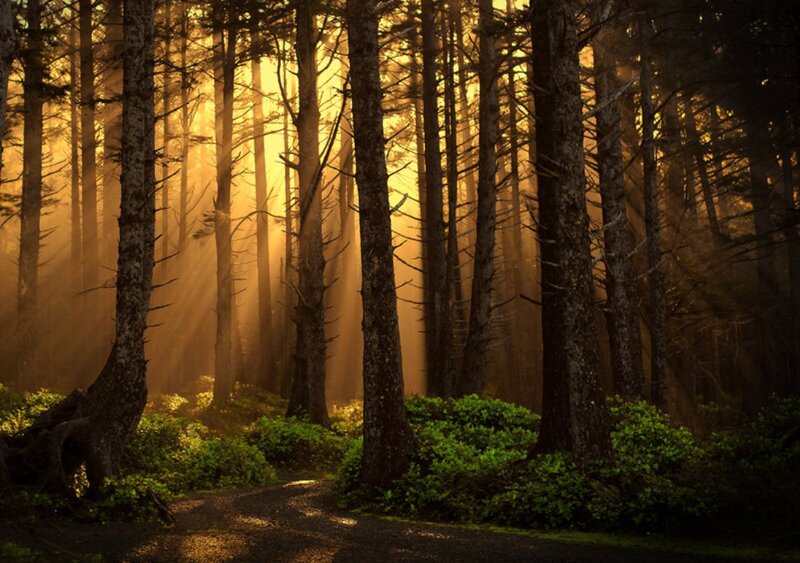 Sunlight Through Forest — Gold, Serene, Sunset, Photograph, Trees, Path