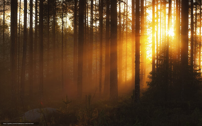 Sunlight Through Forest — Gold, Serene, Sunset, Photograph, Trees, Sun
