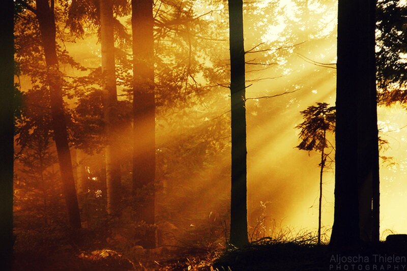 Sunlight Through Forest — Gold, Serene, Sunset, Photograph, Trees, Sunbeams, Fog