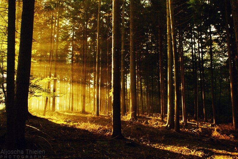 Sunlight Through Forest — Gold, Serene, Sunset, Photograph, Trees, Sunbeams, Forest Floor