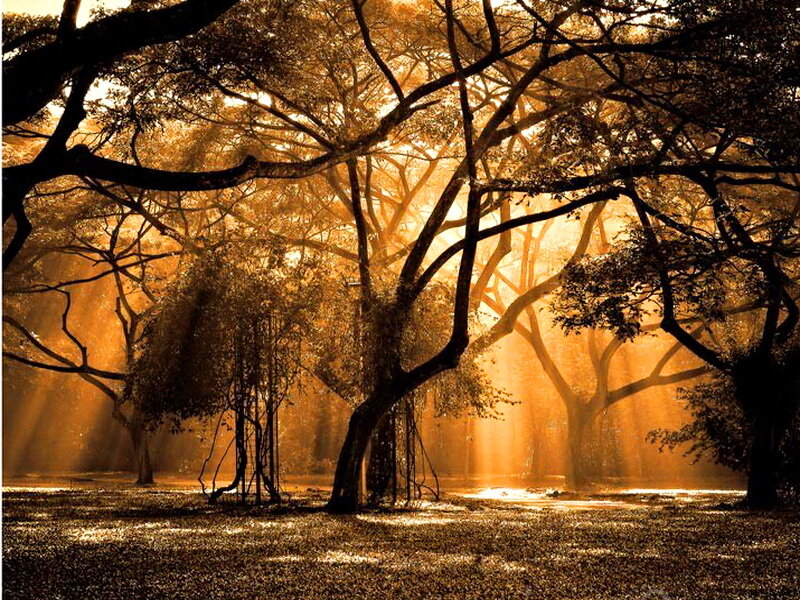 Sunlight Through Forest — Gold, Serene, Sunset, Photograph, Trees, Sunbeams