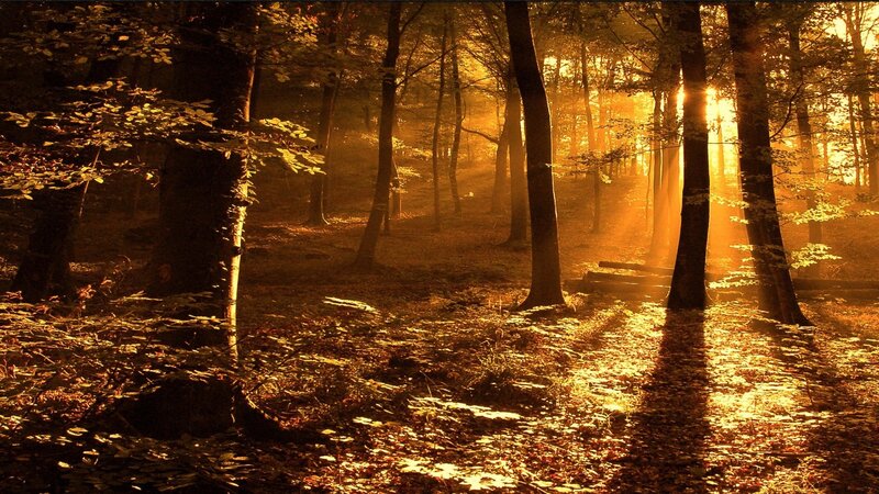 Sunlight Through Forest — Gold, Serene, Sunset