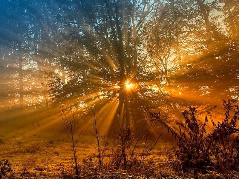 Sunlight Through Forest — Gold, Serene