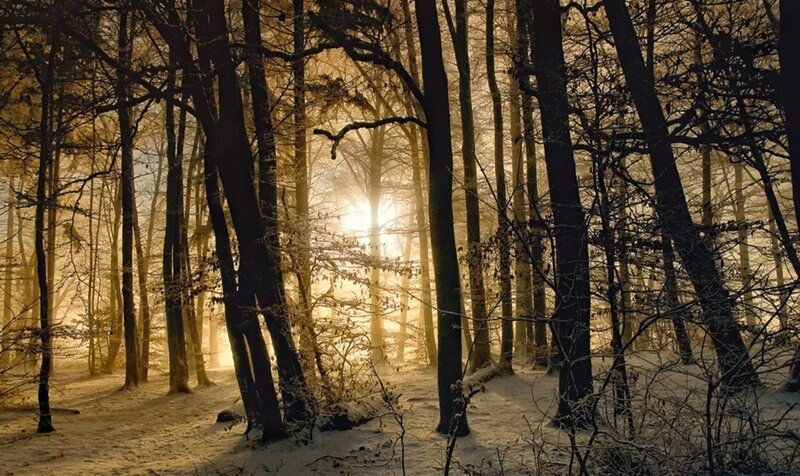 Sunlight Through Forest — Gold, Serene, Winter