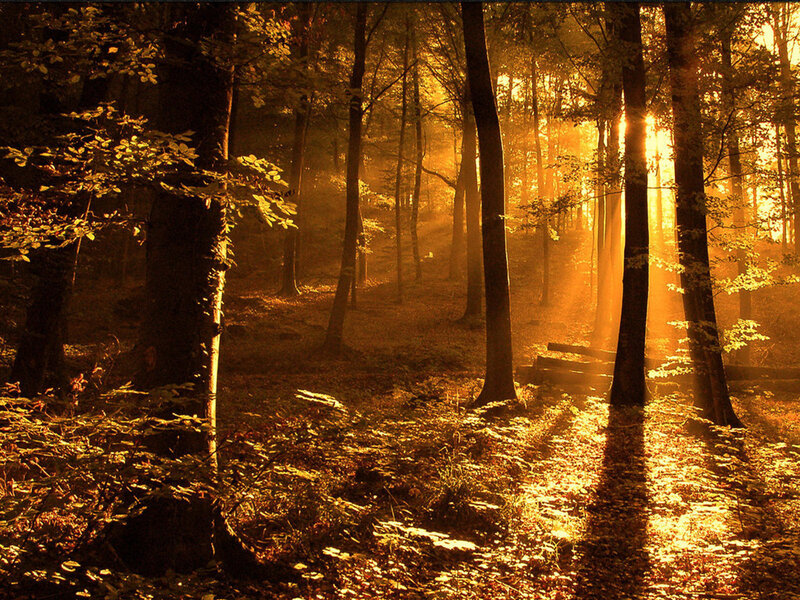 Sunlight Through Forest — Gold, Sunbeams